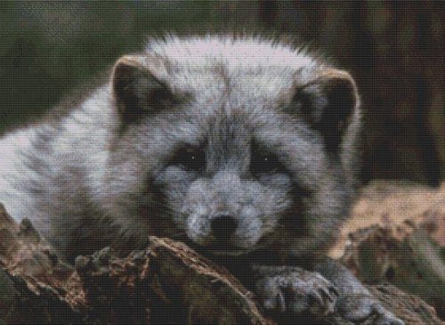(image for) Grey Arctic Fox